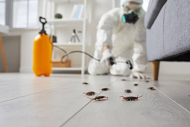 Post-Treatment Bed Bug Interceptor Monitoring in Heathrow